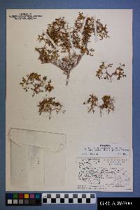 Eriogonum corymbosum var. glutinosum image